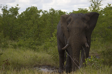 Image showing African Elephant