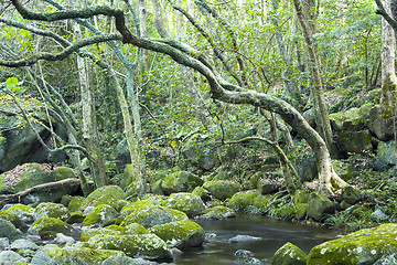 Image showing green forest and river 
