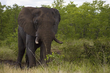 Image showing African Elephant