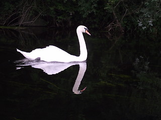 Image showing Swan