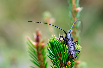 Image showing Little bug with dews