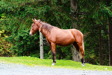 Image showing A brown horse in nature