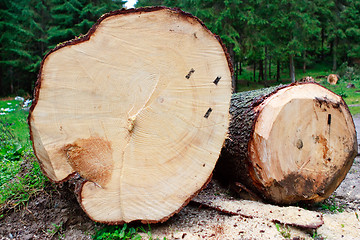 Image showing Logs in the forest