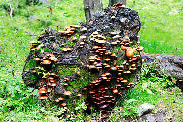 Image showing Log overgrown with mushrooms