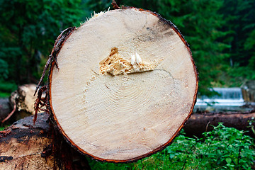 Image showing Log cut down in the forest