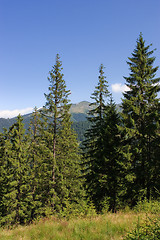 Image showing Tall firs
