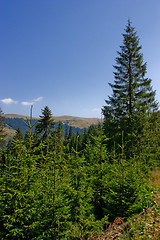 Image showing Firs and mountains