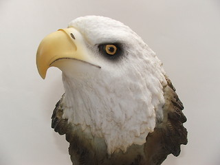 Image showing Eagle Eye