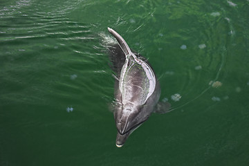 Image showing Dolphin and medusas