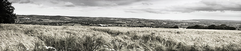 Image showing wheat field panorama
