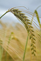 Image showing Wheat Ear