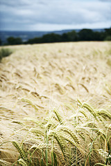 Image showing Wheatfield