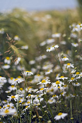 Image showing Field of Daisies