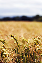 Image showing Devon Wheat Field