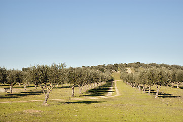 Image showing Olive grove