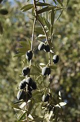 Image showing Bunch of Olives