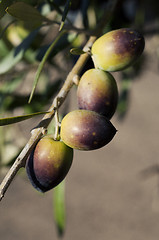 Image showing Bunch of Olives