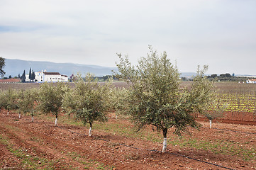 Image showing Olive grove