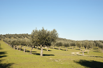 Image showing Olive grove