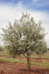 Image showing Olive grove