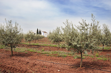 Image showing Olive grove