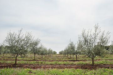 Image showing Olive grove