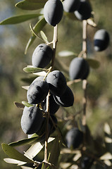 Image showing Bunch of Olives