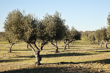 Image showing Olive grove