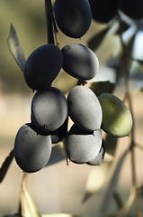 Image showing Bunch of Olives