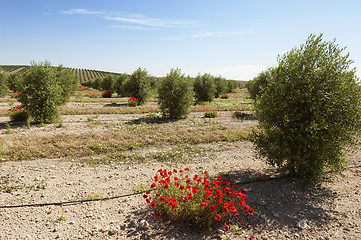 Image showing Olive grove