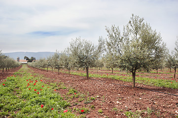 Image showing Olive grove