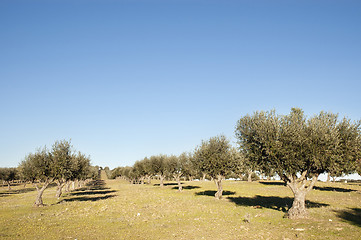 Image showing Olive grove