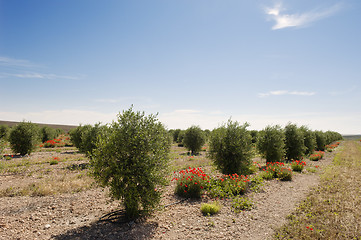 Image showing Olive grove