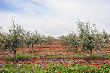 Image showing Olive grove