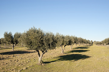 Image showing Olive grove