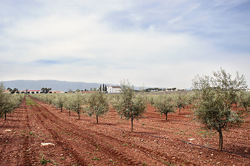 Image showing Olive grove