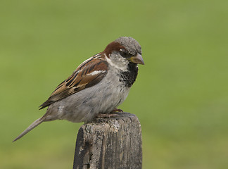 Image showing House Sparrow