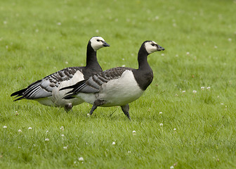 Image showing Barnacle Goose. 