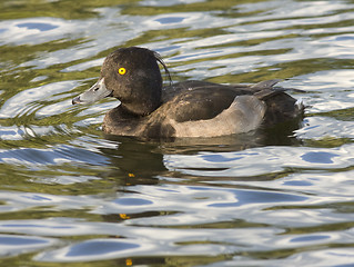 Image showing Tufted duck