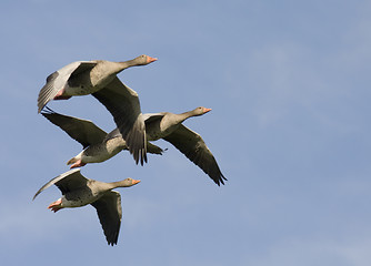 Image showing Flying Greylag Goose.