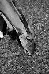 Image showing Common Eland