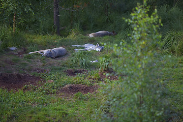 Image showing Sleeping wolves