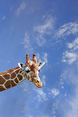 Image showing Giraffe