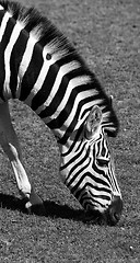 Image showing Zebra