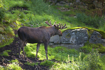 Image showing Moose