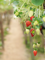 Image showing Strawberries