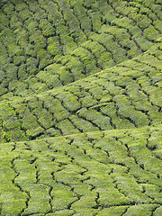 Image showing Tea plantation