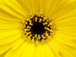 Image showing Yellow flower macro