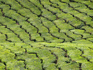 Image showing Tea plantation