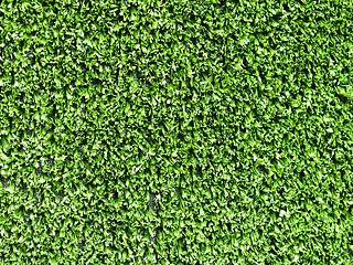 Image showing Grass background